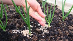 Лучшее средство от луковой мухи. Теперь эти насекомые за километр не подлетают к грядке.