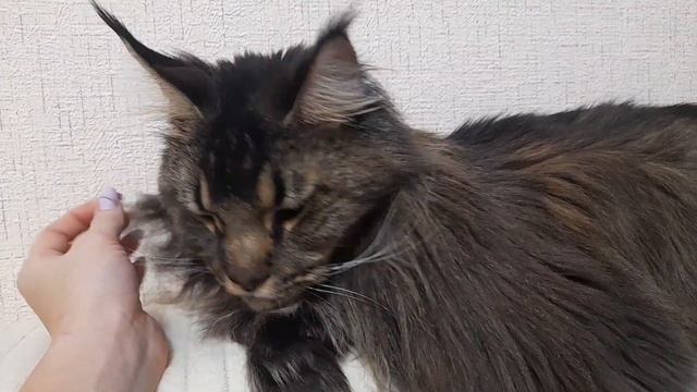 Сколько кушает мяса Мейн кун Сева. Посчитаем... смотреть онлайн