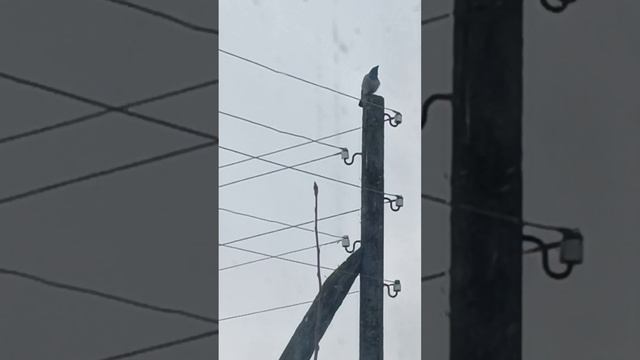 Ворона зовет подруг, одной скучно завтракать #Киров смотреть онлайн