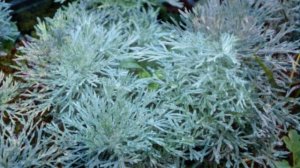 Растения, отпугивающие муравьев и тлю! Что посадить от насекомых вредителей.