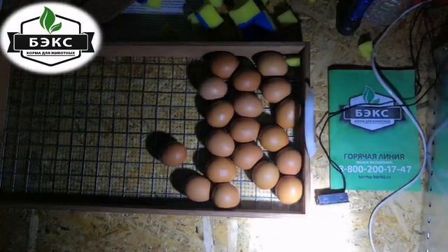 Третье овоскопирование. 18 день инкубации. ДОМАШНЯЯ ФЕРМА С "БЭКС". смотреть онлайн