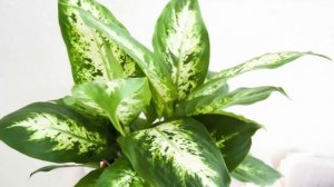 Пересадка и омоложение Диффенбахии. Как пересадить Диффенбахию с длинным стволом.