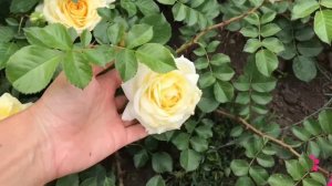 Красивые розы. Роза Надя Меяндекор (начало цветения, 3 зона)