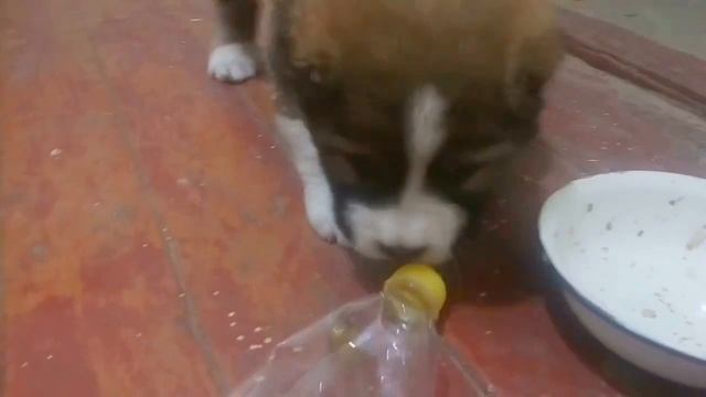 Щенок Алабая 1 месяц.Игры щенка с котом смотреть онлайн