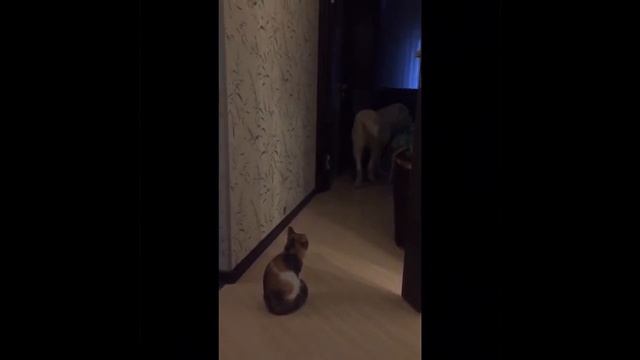 Кто хозяин в доме ? Алабай или кошка? смотреть онлайн