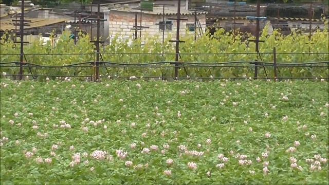 Видеокамера Panasonic HC V130 смотреть онлайн