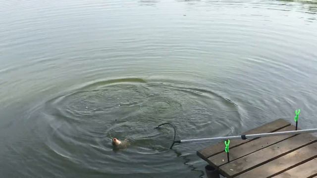 Карп, сазан рыбалка смотреть онлайн