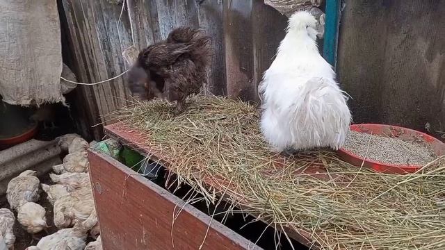 Деревенские Будни :-) смотреть онлайн