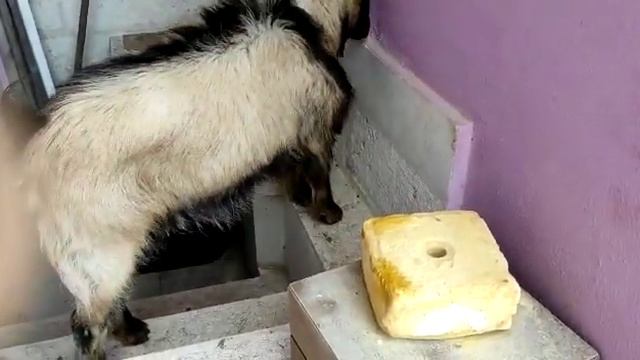 Лечебная соль для козла - мильха дэ-асья ле-барха смотреть онлайн