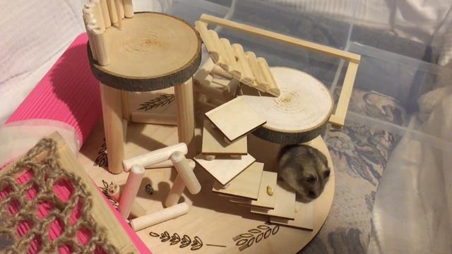 Hamster's New Playground | Новая игровая площадка для хомяка