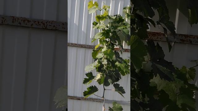 Как ускорить вызревание лозы винограда смотреть онлайн