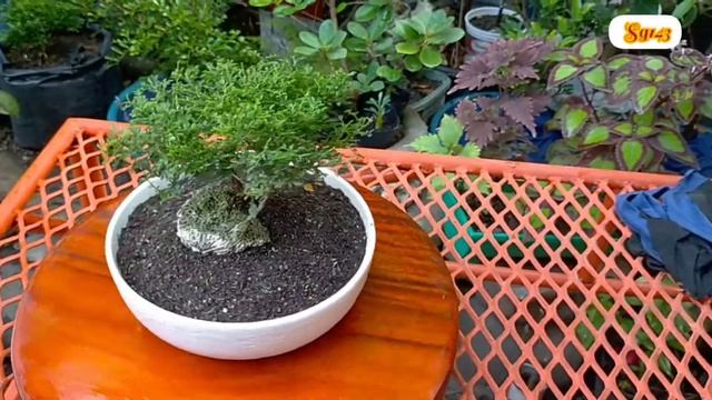 KAMUNING BILOG OR MURRAYA EXOTICA|BEST BONSAI MINIATURE