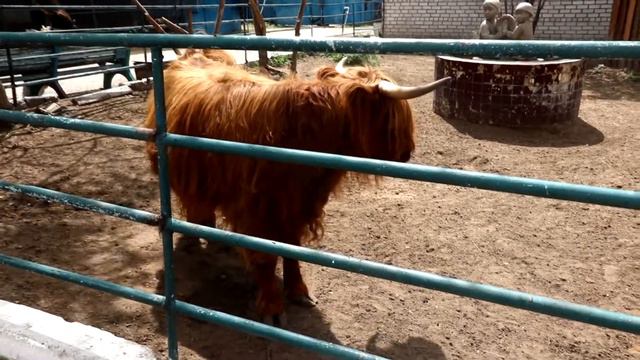 Читинский зоопарк / Экскурсия / Лагерь в Кубе смотреть онлайн