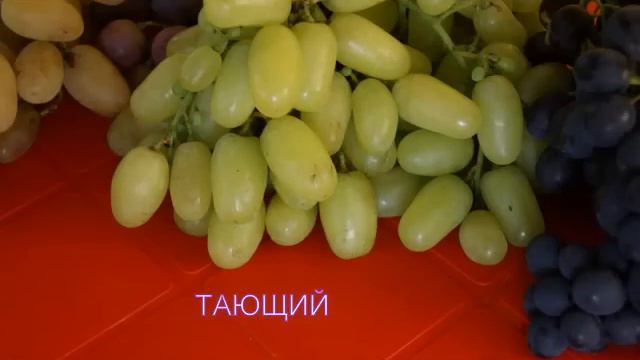 Подготовка на выставку в Новочеркасск август 2016 видео смотреть онлайн