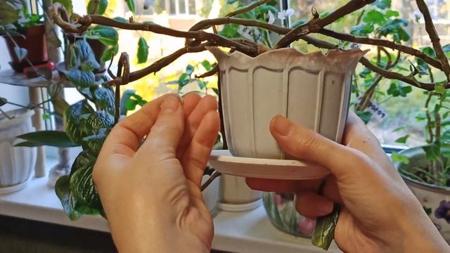 Комнатные растения. Горшок рассыпается. Комнатная мята. Плектрантус смотреть онлайн