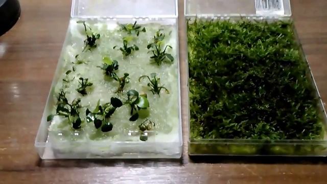 анубиас и яванский мох выращивание Anubias nana Java Moss смотреть онлайн