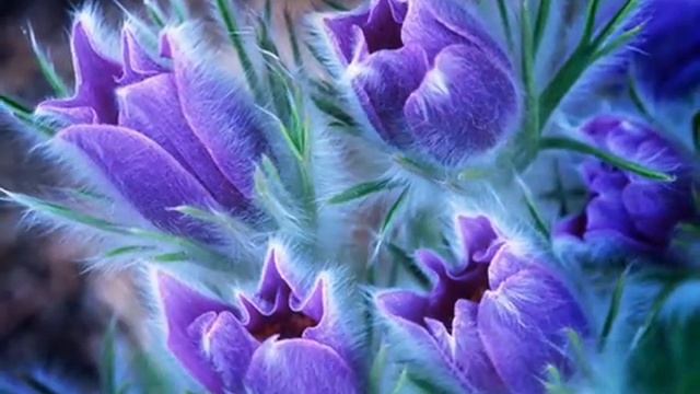 Дорогие И Милые Женщины С Праздником Вас..! ((Эльнур)) смотреть онлайн