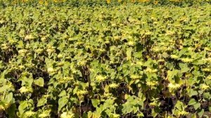 Озимый подсолнечник МИФ или РЕАЛЬНОСТЬ!? Гибрид ПИКАРДИЯ...