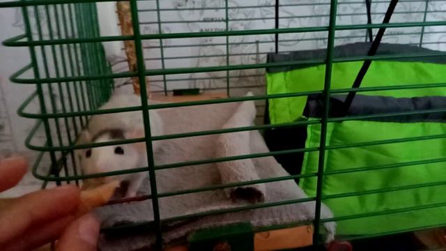🐀Кузя первый раз🍗 ест с ✋рук (2-й день) смотреть онлайн