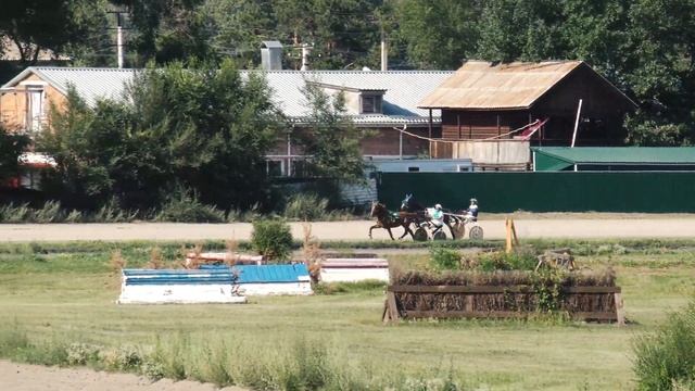 30.07.2022г. Абакан Приз Памяти Подкопаева А.А для лошадей Орловской Рыс. породы 2-х лет 1600м смотреть онлайн