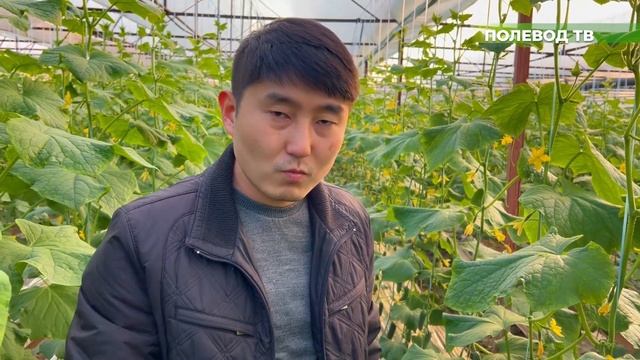 ПЕРВЫЕ СБОРЫ УРОЖАЯ ОГУРЦОВ! ПОЛЛИ F1 #теплица #агробизнес #агроном #огурцы #удобрения #рассада