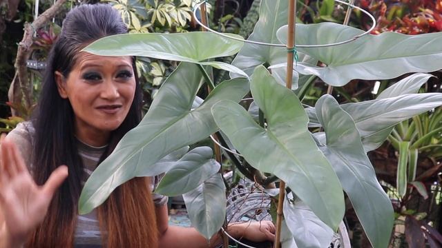 All About Philodendron Silver Sword / hestatum - EZ Care & Guide , Tropical Foliage Plant, Aroids смотреть онлайн