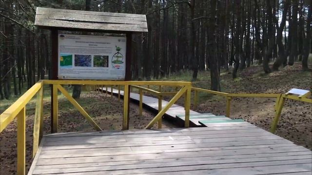 Куршская коса Volume 1, Зеленоградск, Высота Мюллера, Танцующий лес и многое другое! смотреть онлайн