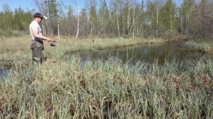 Волшебная лужа  в болоте полна щук и окуней!!!Летняя рыбалка 2022 г. Рыбалка на крайнем севере.