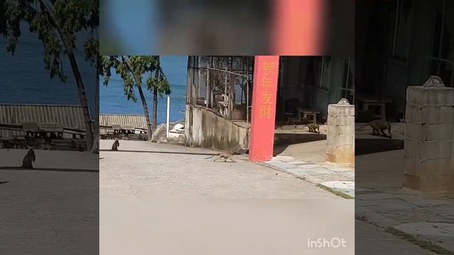 Хуа Хин, тихий, уютный и красивый город, где много диких обезьян...))) смотреть онлайн
