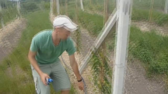 Многолетний капельный полив. Установка системы капельного полива. Часть 2 смотреть онлайн