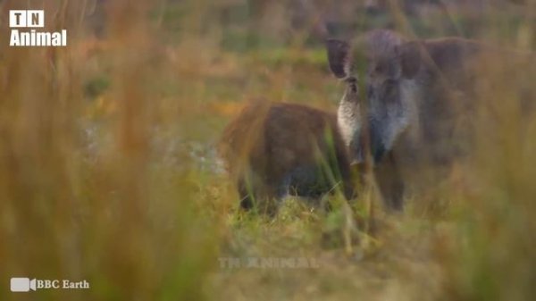 30 Unbelievable Moments Wild Animals Are Seriously Injured Still Surviving | Wild Animal