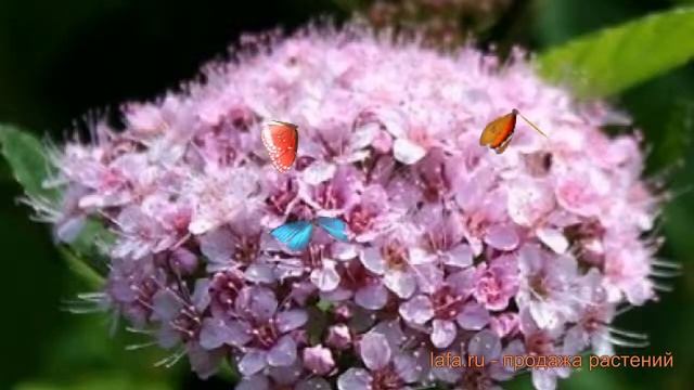 Спирея березолистная Пинк Спаклер (pink sparkler) ? обзор: как сажать, саженцы спиреи Пинк Спаклер смотреть онлайн