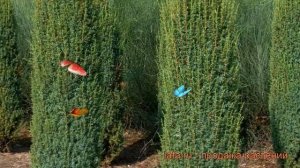 Можжевельник обыкновенный Хиберника (hibernica) ? обзор: как сажать, саженцы можжевельника Хиберник