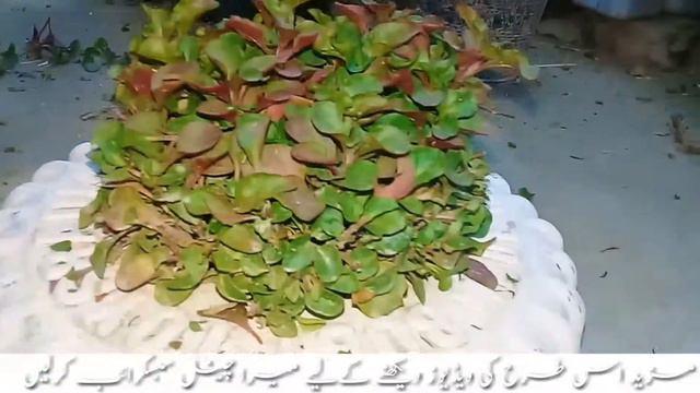 Nayanthara Plant Mentha Beautiful Pont Double.