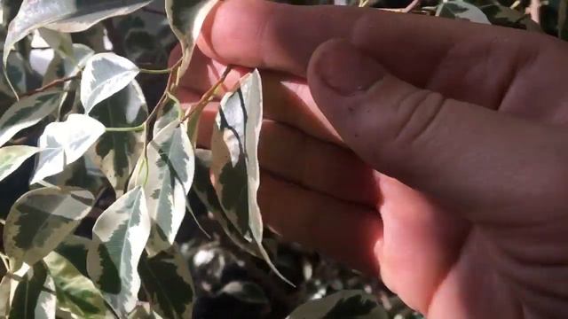 🌴~How I take care of my houseplants~Watering~Grooming~ 🌴 смотреть онлайн