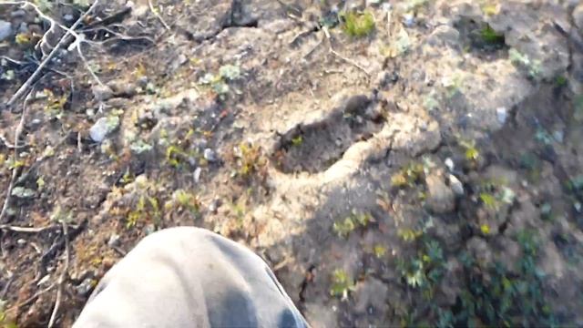 Как искать и ловить сколопендру смотреть онлайн