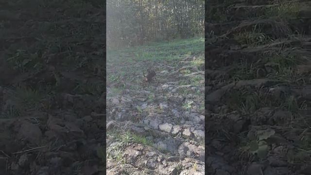 ТАКСА ТУЗИК И БАКСИК ГУЛЯЕТ смотреть онлайн