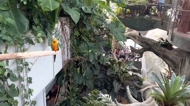 Green planet Dubai 27.12.22 эко зоопарк в Дубае смотреть онлайн