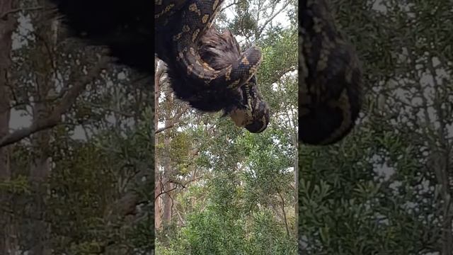Python 1 Tawny Frogmouth 0 смотреть онлайн
