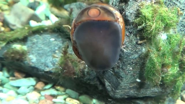 Неритина красноточечная.Neritina natalensis смотреть онлайн