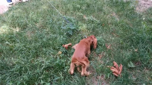 Прогулка с Джесси смотреть онлайн
