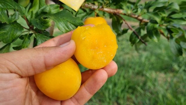 ГІБРИДНА АЛИЧА ГЕК / Сигнальне плодоношення аличі смотреть онлайн