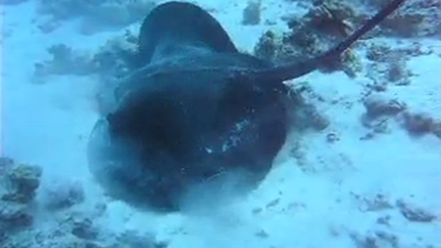 Голодный скат в Хургаде смотреть онлайн