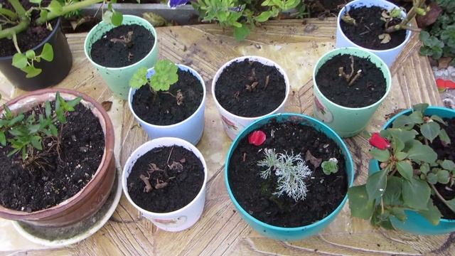 От грусти до радости один шаг! Или как я готовлю свои цветы к переезду!! смотреть онлайн