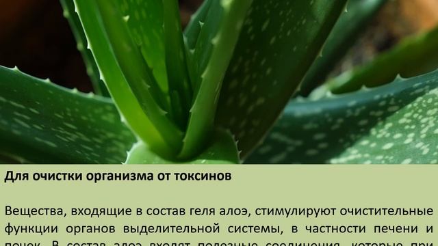 Растение-целитель: 7 полезных свойств алоэ вера смотреть онлайн