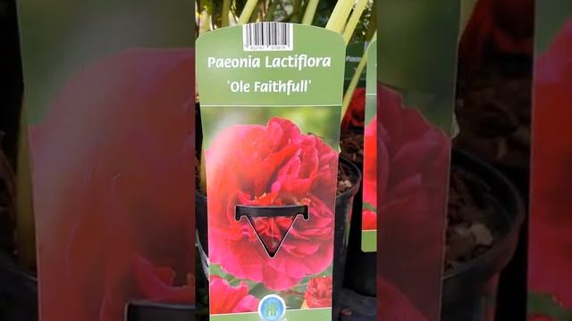 ПИОНЫ ИЗ БЕЛЬГИ , ТРАВЯНИСТЫЕ И ИТО ГИБРИДЫ в контейнере 3.5 и 2.5 #пионы #пионывсаду #пионыито смотреть онлайн