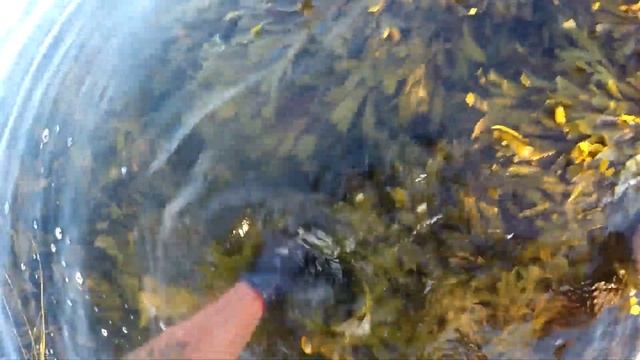 Catch & cook: Crabbing with bare hands in Connemara. Крабы руками в Ирландии: поймал и приготовил. смотреть онлайн
