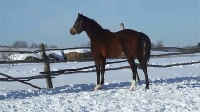 Граф Панин ( покровский-гиппиус) 2014 русская теплокровная порода смотреть онлайн