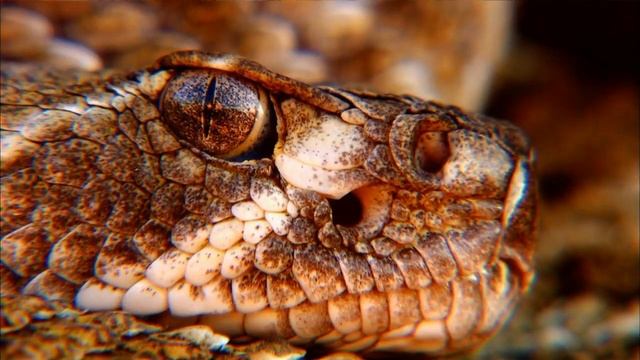 Змея смотреть онлайн