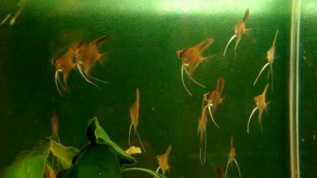 Перуанский альтум (Pterophyllum altum peru) 1 смотреть онлайн